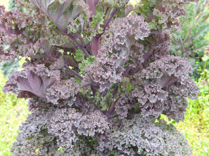 red-winter-kale
