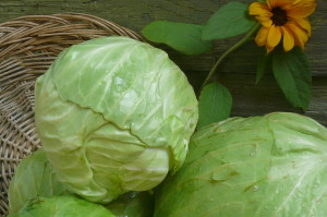 cabbage-August 2010 (5)
