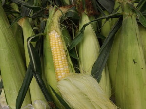 corn-sweet-horz