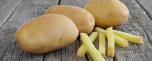 potatoes-Lady Amarilla