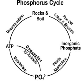 The Phosphorus Cycle