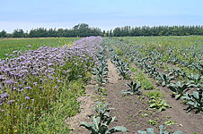 Using organic pest controls on Nash's Farm