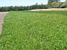 The Willits Field in August