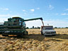 Barley Harvest at McInnes (Woodcock) Field