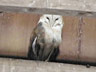 Barn Owl in Delta Barn