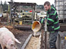 Feeding the Pigs at Delta Farm