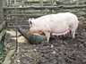 Mama Pig on Delta Farm