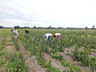 Nash's crew working in the beet seed field at Wheeler Field