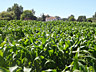 Corn growing in the Dungeness field near the Schoolhouse