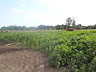 Favas growing in the East Delta field
