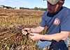 Sam examines the buckwheat harvest