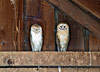 Barn owls in Delta Barn