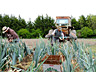 Harvesting the last of the leeks in May.