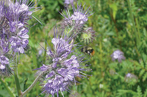 Pollination at Nash's