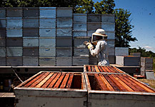 Pollination in Agriculture