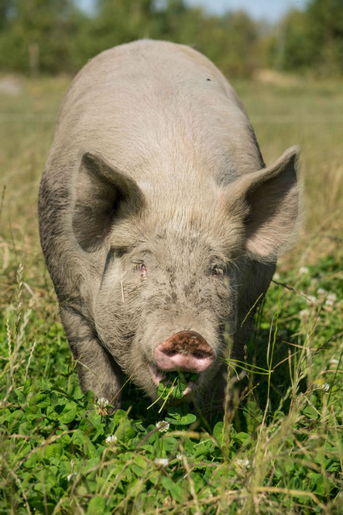 Pig enjoying the pasture
