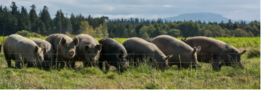 Pigs in a line in the field