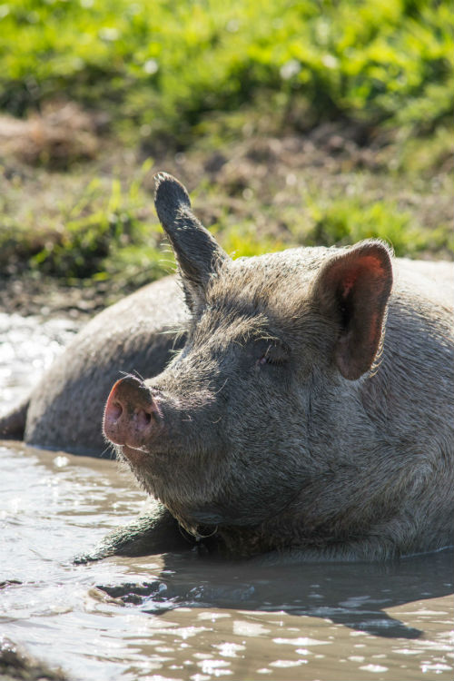 Pig taking a mud bath