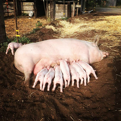 mama pig with adorable piglets