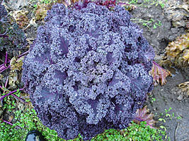 Curly Purple Kale