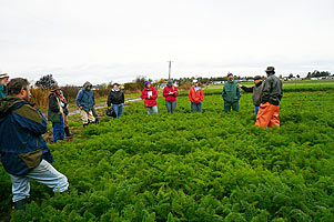 Northern Organic Vegetable Improvement Collaborative