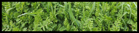 Cover crop banner