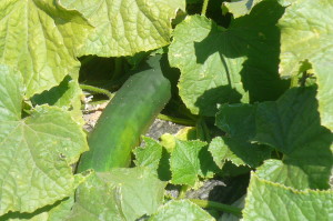 cucumber in the field