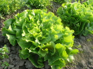 lettuce in the field