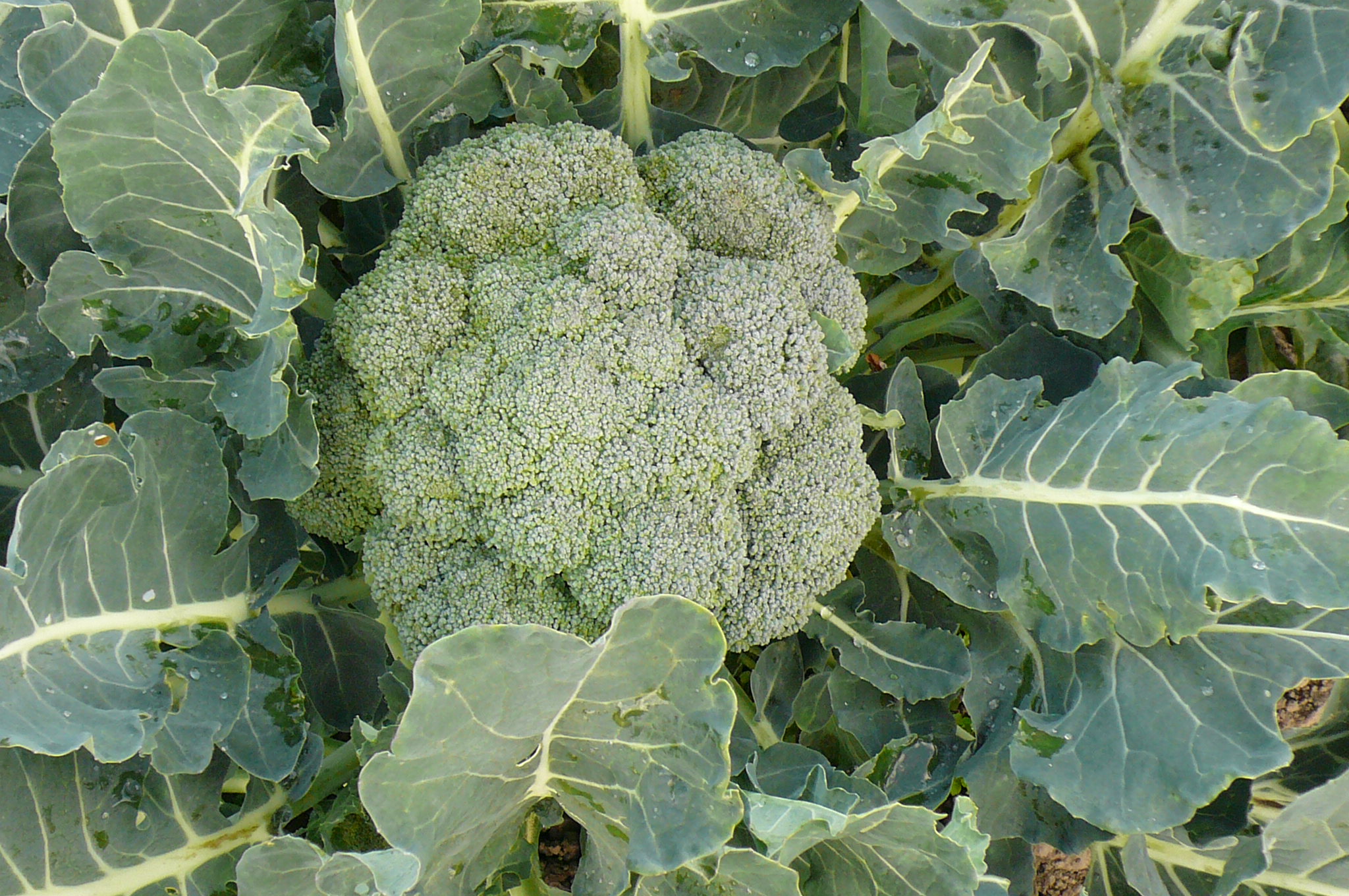 broccoli plant vegetables pesto recipes published april