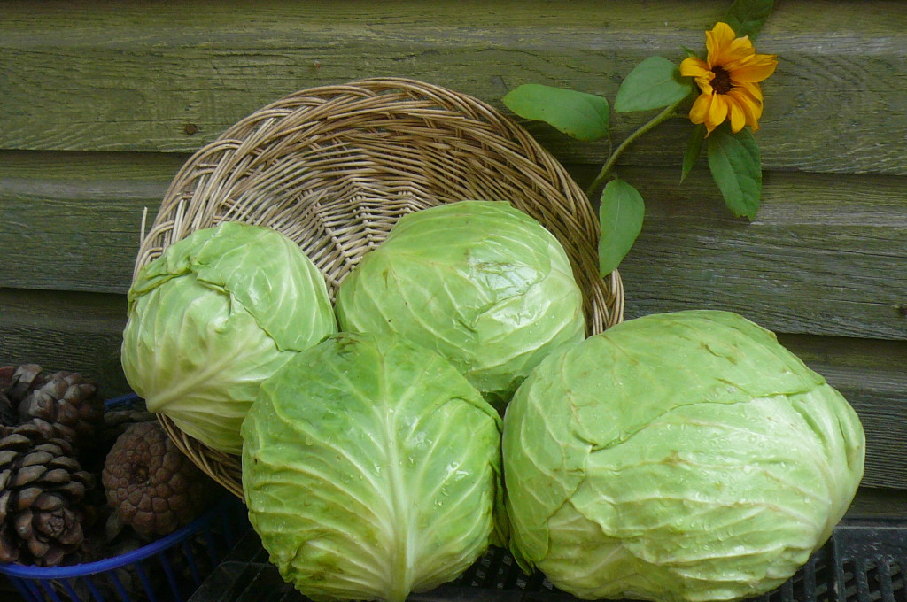 green cabbages