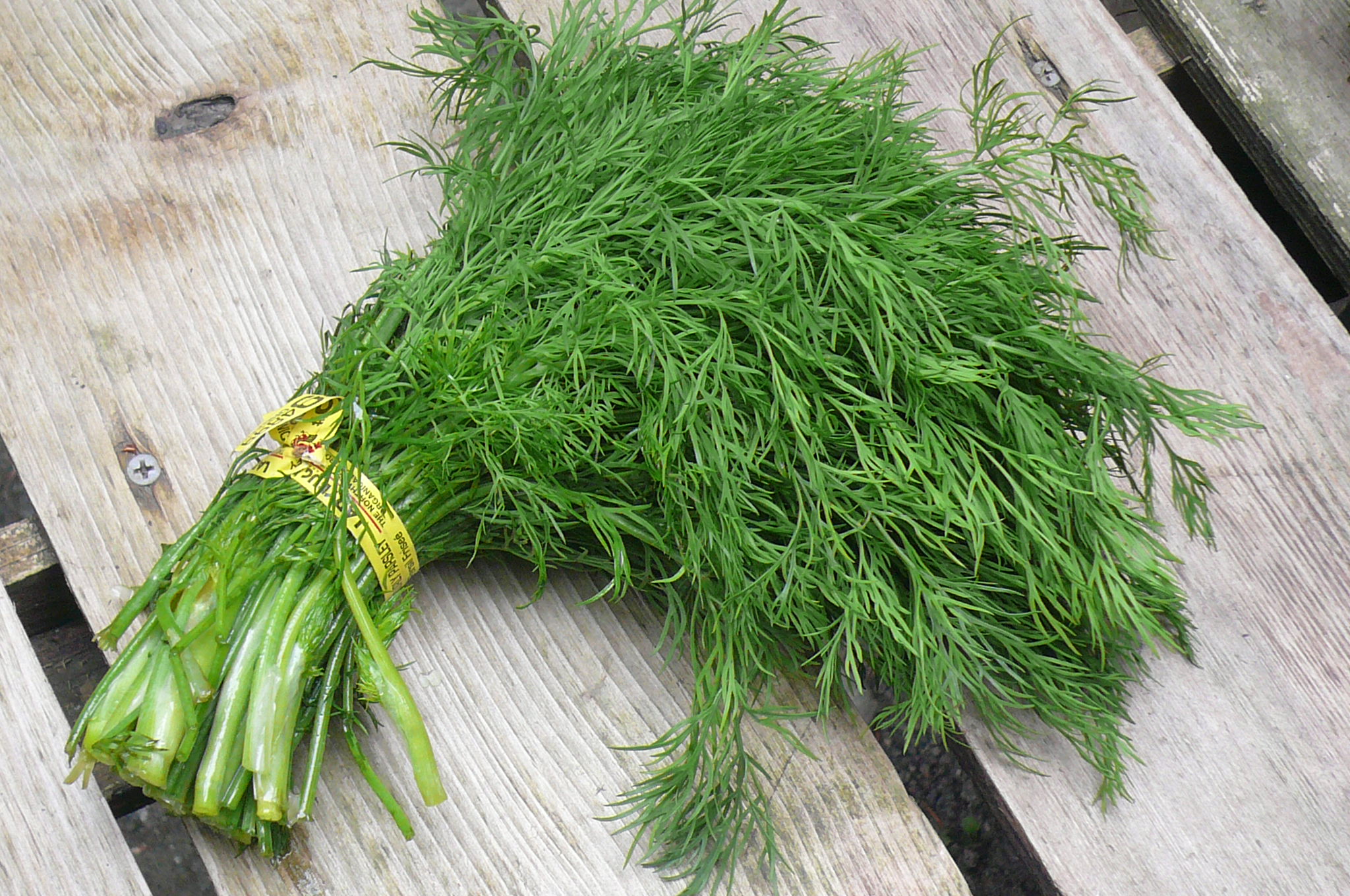 dill, bunched