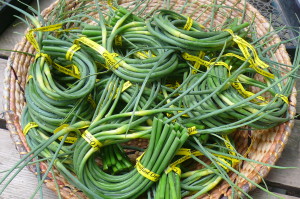 garlic scapes, bunched