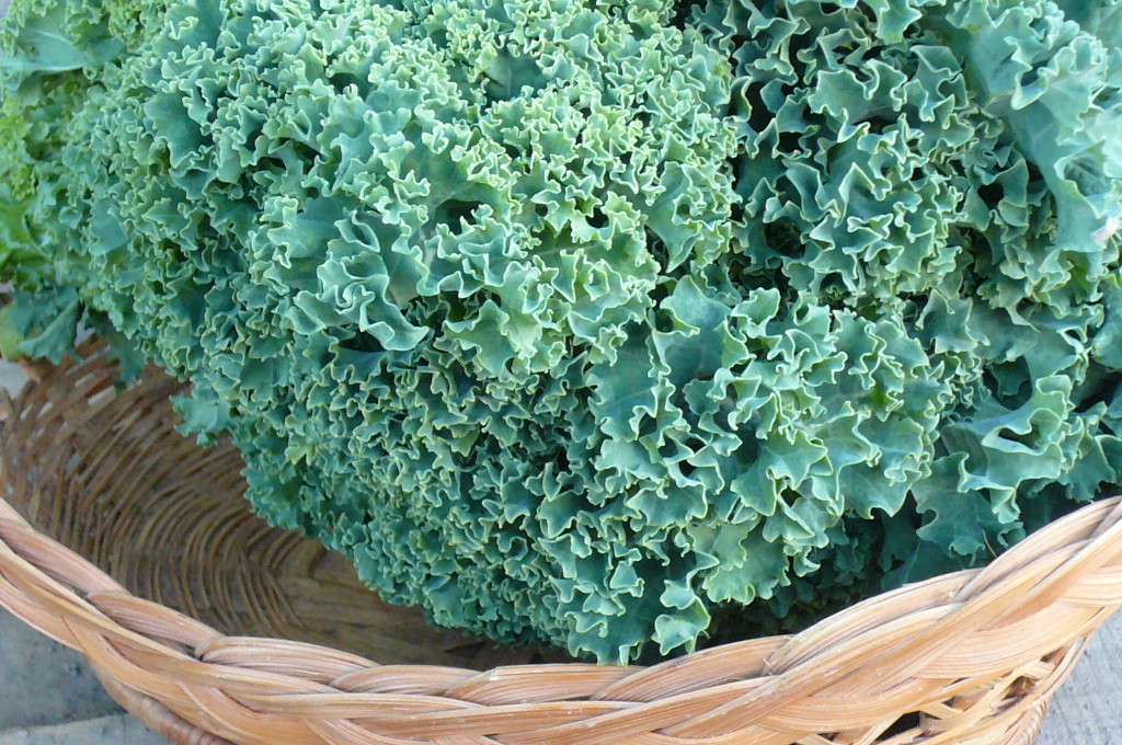 green curly kale