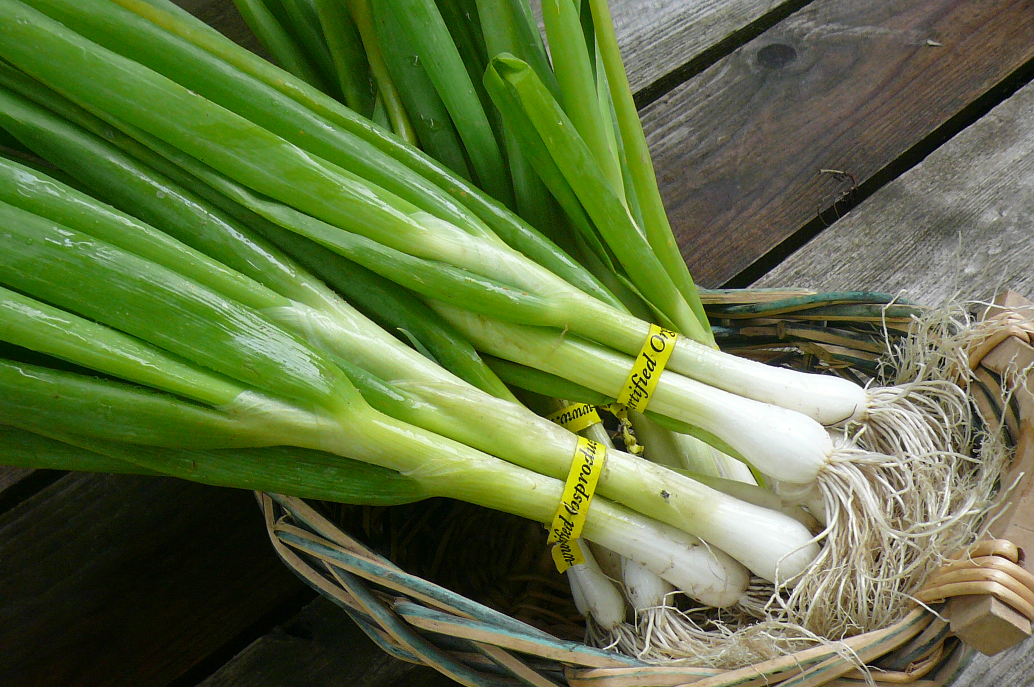 Green Onions Recipes From Nash s Organic Produce