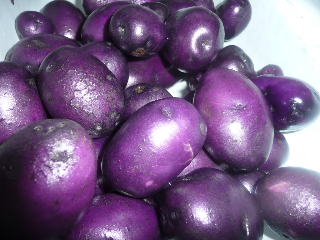 purple potatoes (1) Recipes from Nash's Organic Produce