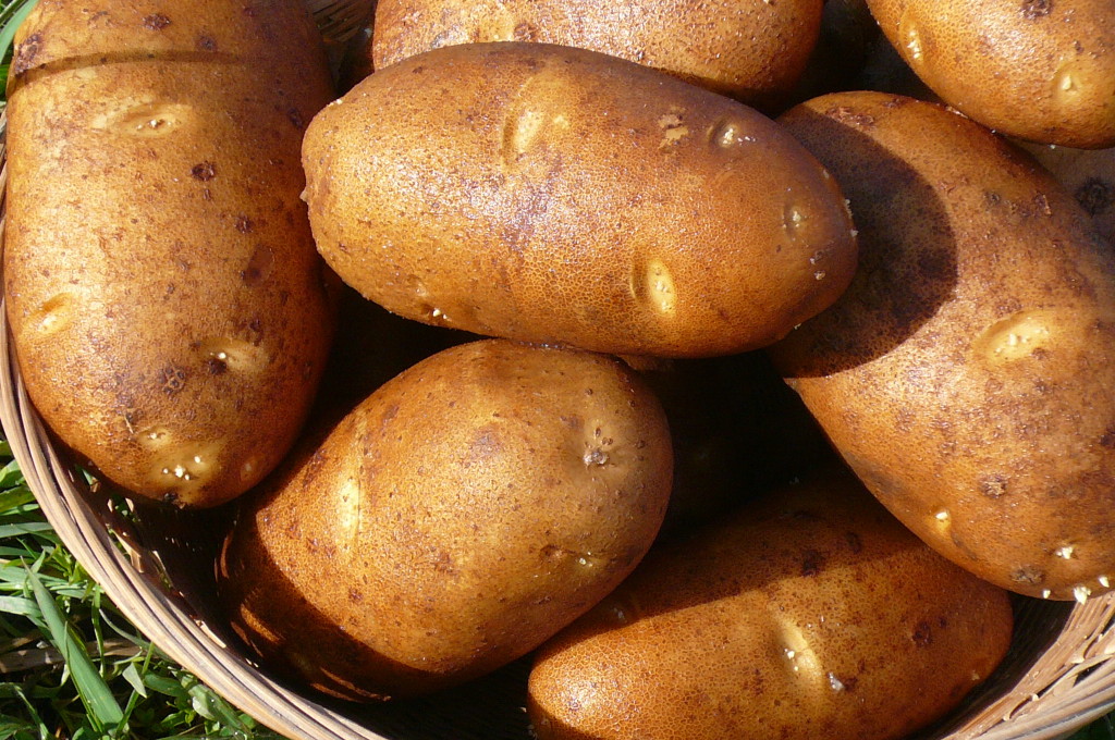 russet potatoes (6) Recipes from Nash's Organic Produce