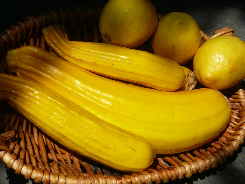 yellow crookneck squash Recipes from Nash's Organic Produce