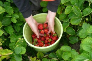 A bucket of strawberries in the field