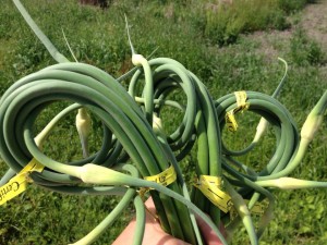 A handful of garlic scapes in the field