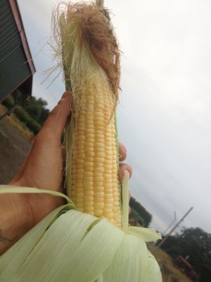 Organic corn from eastern Washington