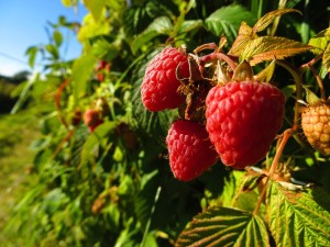 Raspberries in the field