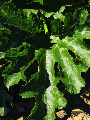 Zucchini leaf