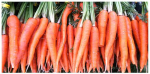 Carrots bunched