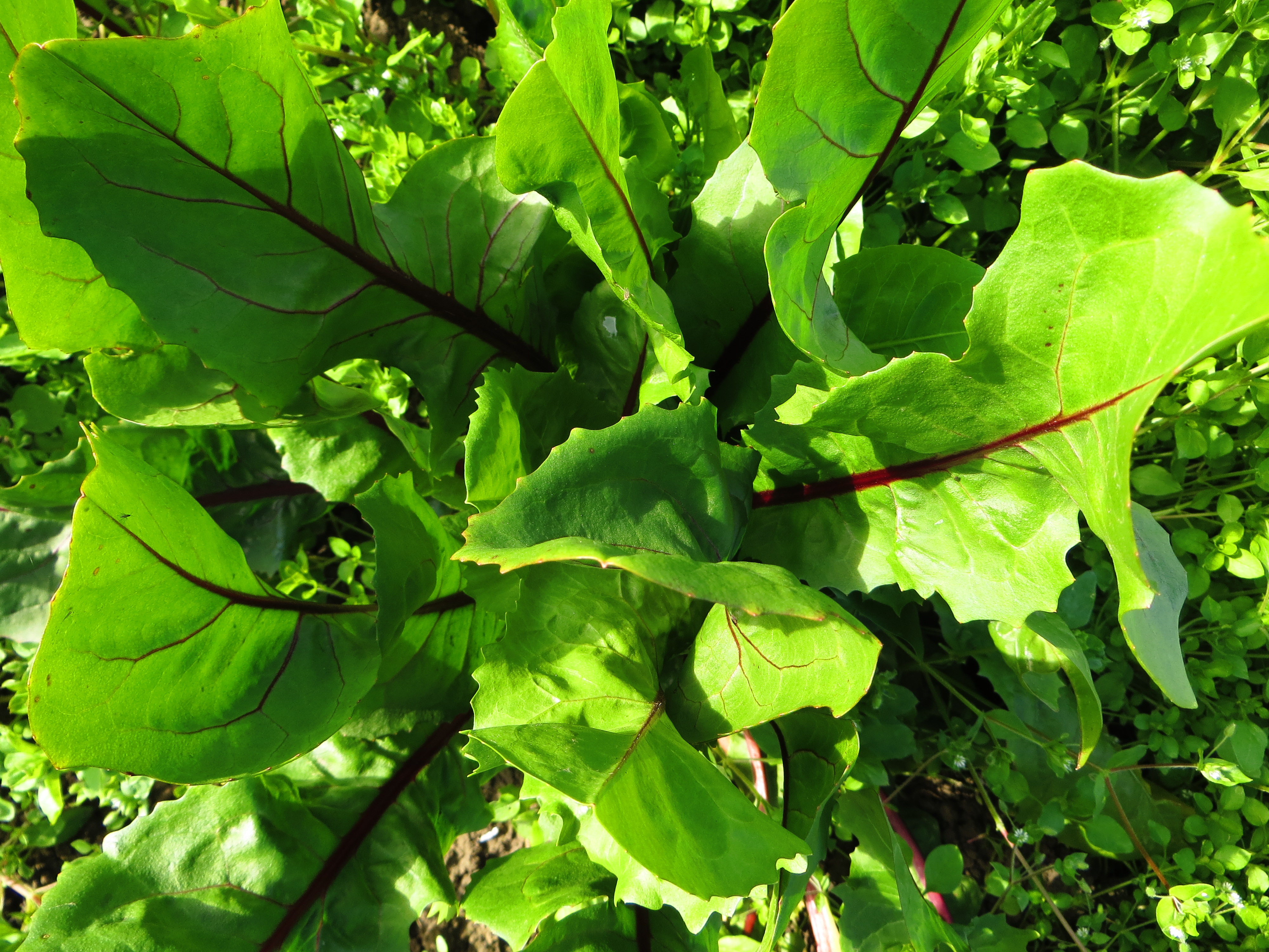 Dandelion Greens Recipes From Nash s Organic Produce