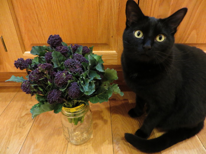 purple broccoli with cat