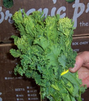 One bunch of green kale raab, against a background of Nash boxes