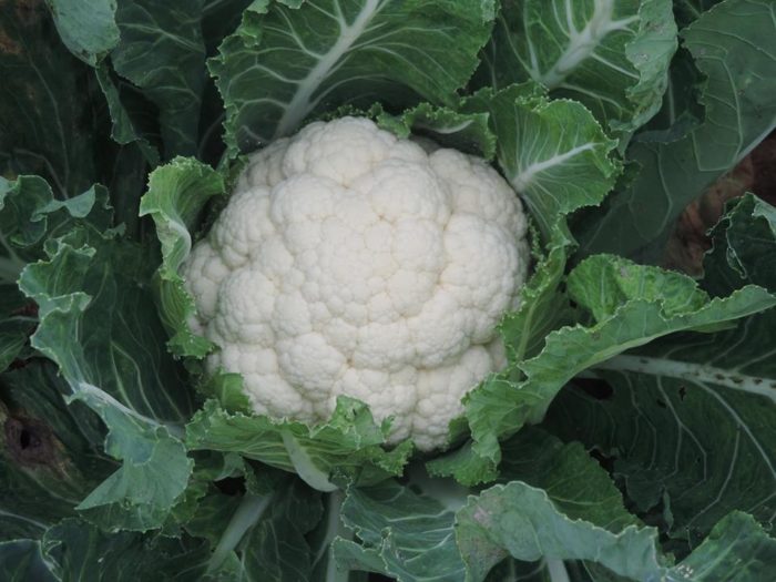 Cauliflower in the field