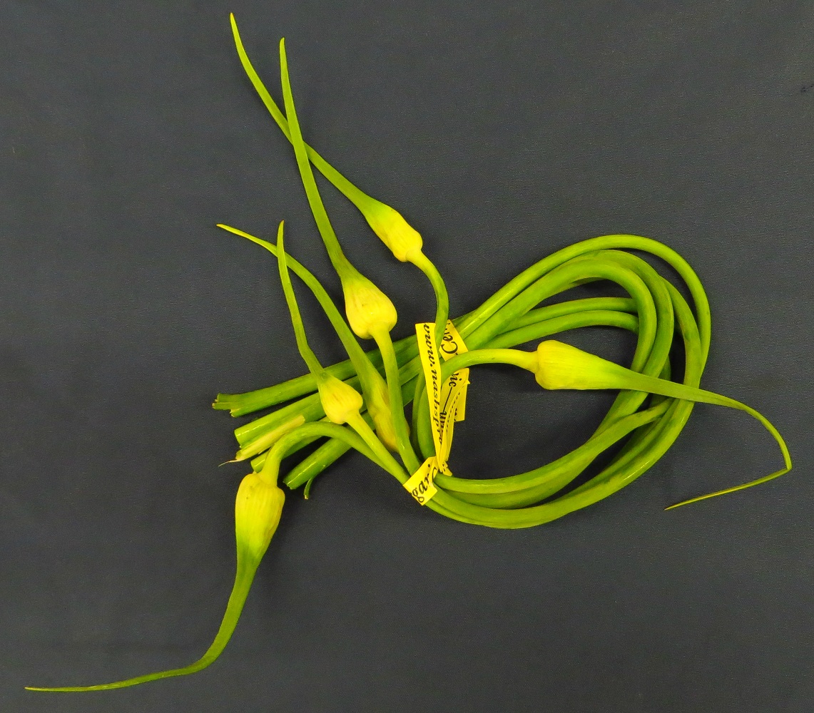A Squiggly Bunch Of Garlic Scapes Recipes From Nashs Organic Produce