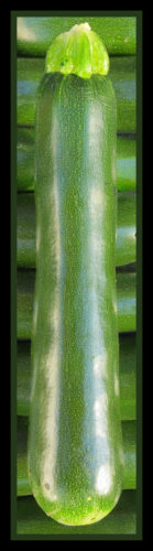 solo green zucchini