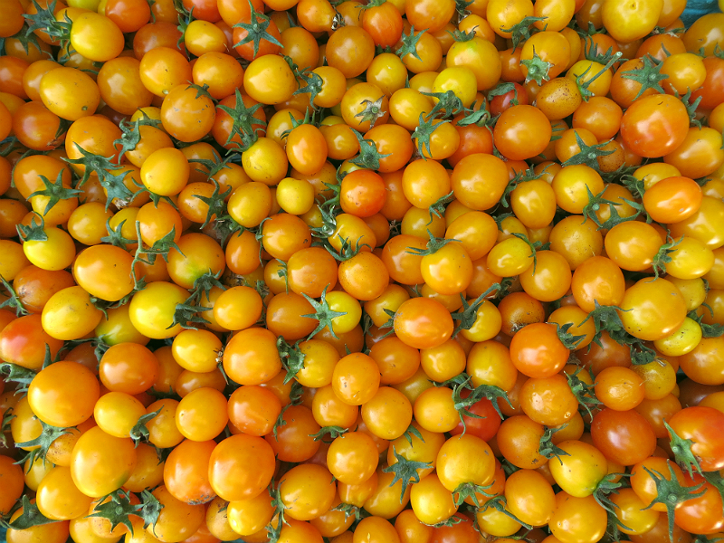 gold nugget tomatoes